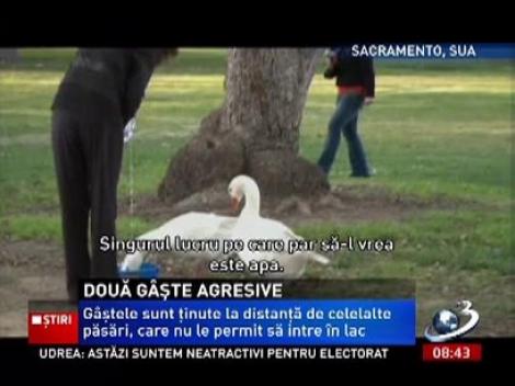 Două gâşte agresive îi atacă pe vizitatorii unui parc din Sacramento