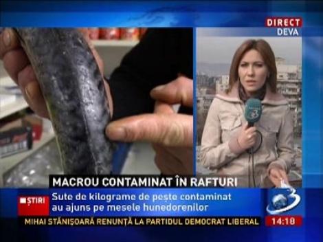 Macrou congelat, infestat cu un parazit periculos