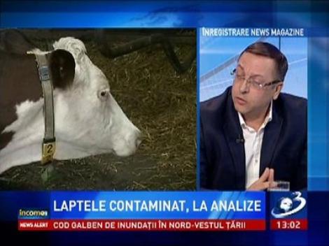 Laptele contaminat, la analize