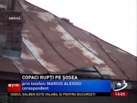 Copaci rupți de vânt pe DN7