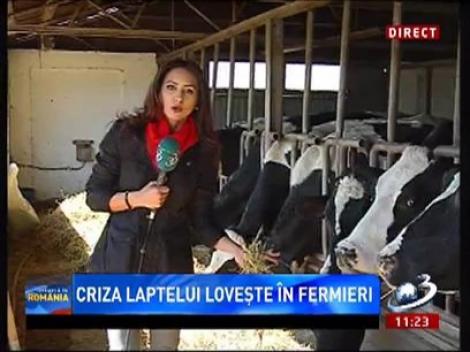 Criza laptelui loveşte în fermieri