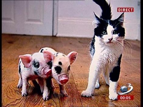 Mircea Badea, despre poza pe care a pus-o pe facebook