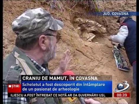 Descoperire istorică într-un oraş din România. Un craniu de mamut, găsit de un bărbat din Covasna