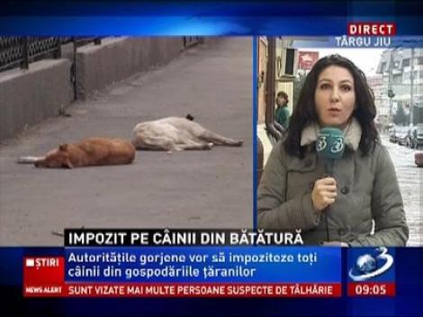 Autoritățile gorjene vor să impoziteze toți câinii din gospodăriile țăranilor