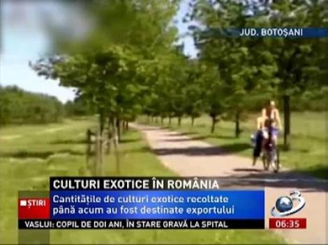 Adio, porumb, grâu sau floarea soarelui. Agricultorii din Botoşani s-au pus pe cultivat plante exotice