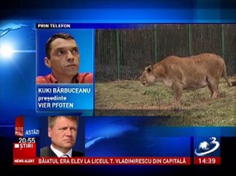 Formalitățile pentru ca leii lui Nuțu Cămătaru să ajungă în Africa vor dura ceva mai mult, și asta pentru că nu se poate spune cine este proprietarul