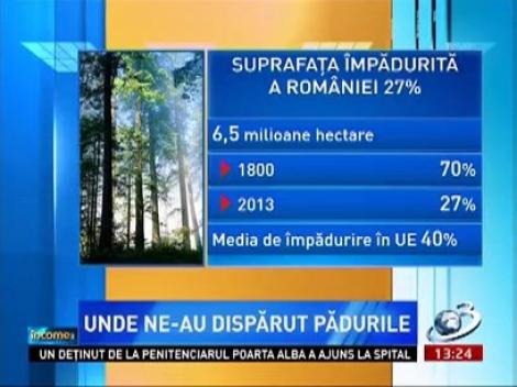 Income Magazine: Unde au dispărut pădurile din România