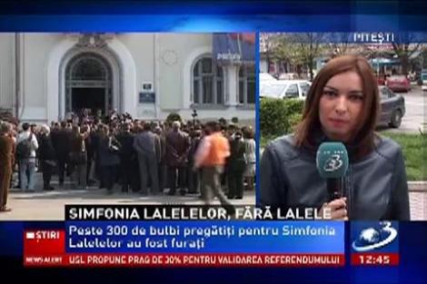 Hoţii din Piteşti au furat 300 de bulbi de flori pregătiţi pentru Simfonia Lalelelor