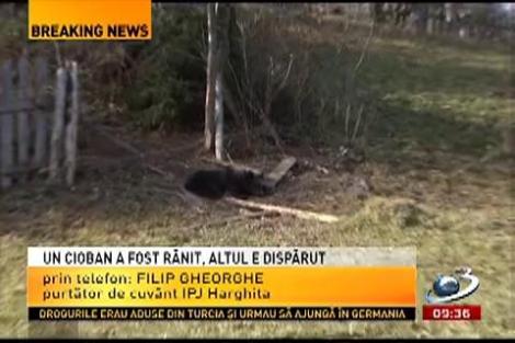 Stână atacată de urşi în Harghita! Un om a murit şi un altul este rănit grav