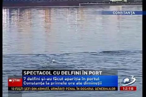 7 delfini au făcut spectacol în portul Constanța la primele ore ale zilei