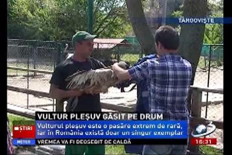 Un vultur pleșuv african s-a rătăcit într-o localitate din Dâmbovița