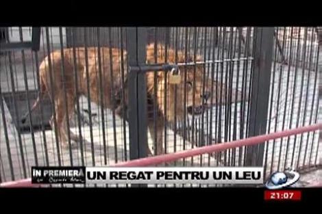 În premieră: Un regat pentru un leu