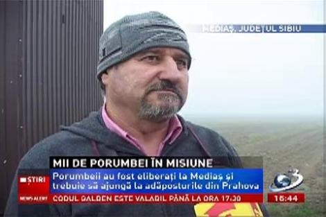 Mii de porumbei trimişi în misiune