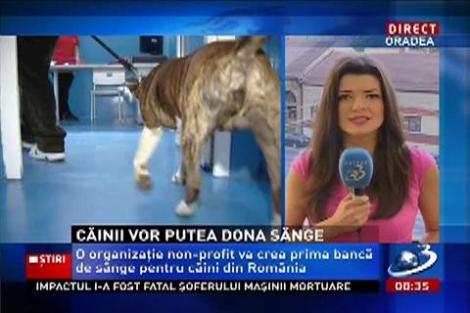 Câinii din România vor putea dona sânge