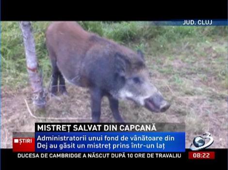 Mistreţ salvat din capcană