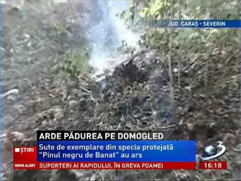 Incendiu în masivul Domogled. Pădurile cu pin negru de banat din Parcul Naţional ard de aproape o săptămână