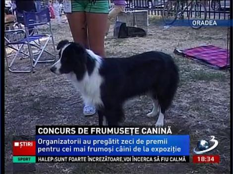 Cei mai frumoşi câini din România, Ungaria şi Italia au defilat într-un concurs la Oradea