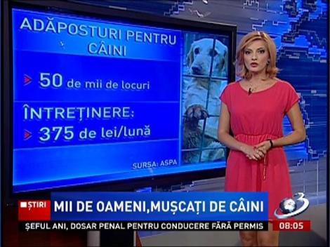 Bucureşti, capitala maidanezilor