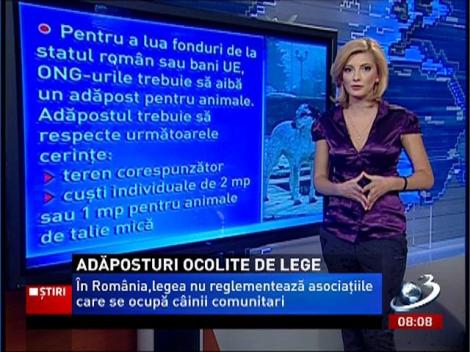 Legea care se referă la Protecţia Animalelor, nu reglementează şi asociaţiile care se ocupă de câinii comunitari
