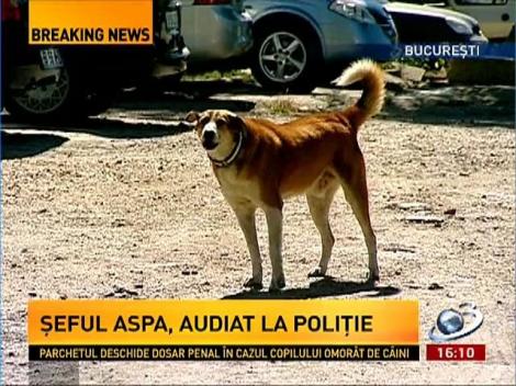 8.610 persoane, muşcate de câini anul trecut în Capitală