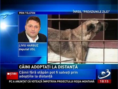 Câinii fără stăpân pot fi salvaţi prin adopţiile la distanţă