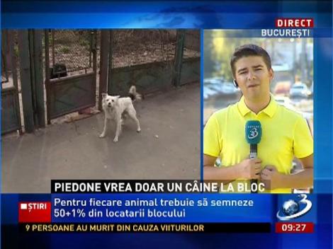 Piedone vrea doar un câine la bloc