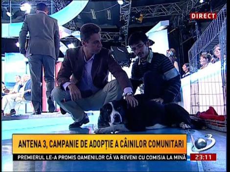 Sinteza Zilei: Prinţ, căţelul adoptat de Mircea Badea