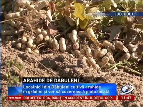 Localnicii din Dăbuleni s-au reorientat. Acum cultivă arahide