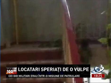 Suceava: Locatari speriaţi de o vulpe