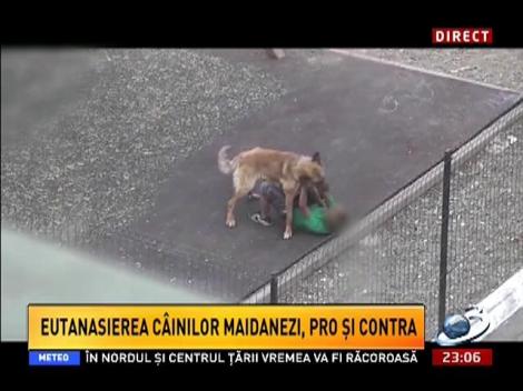 Sinteza Zilei: Cum ar trebui să arate relaţia dintre un copil şi un câine