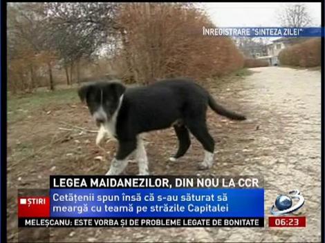 Legea maidanezilor a ajuns din nou la CCR