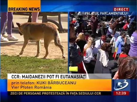 Kuki Bărbuceanu: Dacă hingherii ar putea prinde peste noapte toţi maidanezii să îi eutanasieze ar fi perfect!