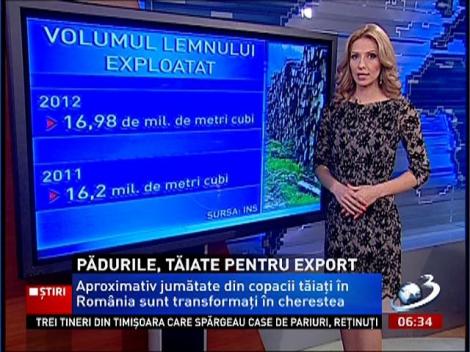 Pădurile României sunt defrişate pentru export. Jumătate din copacii tăiaţi sunt transformaţi în cherestea