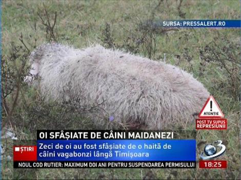 Zeci de oi au fost sfâşiate de o haită de câini