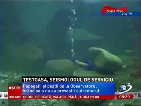 Broasca ţestoasă, arma secretă a seismologilor de la Observatorul Vrâncioaia