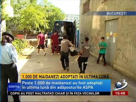 Oprescu: Peste o mie de maidanezi au fost adoptaţi în utlima lumă