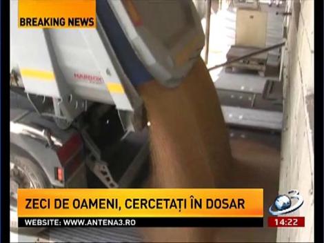 Evaziune uriaşă cu grâu