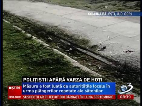 Poliţiştii din Gorj, paznici la varză