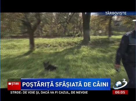 Poştăriţă din Târgovişte, la un pas să fie sfâşiată de o haită de câini