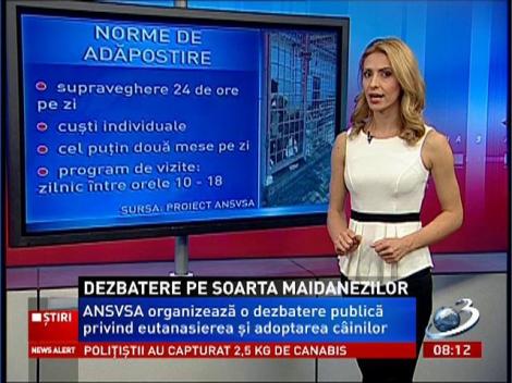 Dezbatere publică privind eutanasierea şi adoptarea câinilor