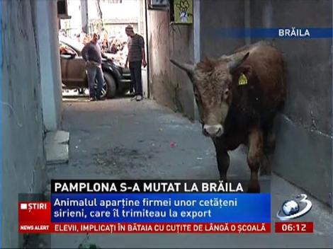 Un taur a creat panică la Brăila! Un poliţist a fost grav rănit