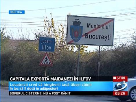 Localităţile din jurul Bucureştiului, raiul maidanezilor