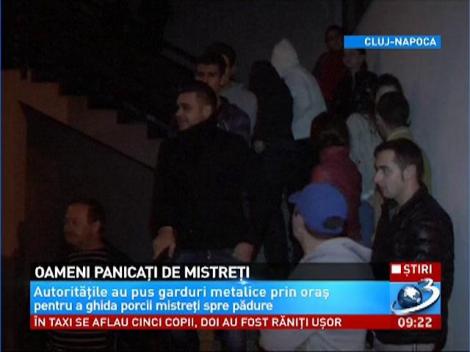 Porcii mistreţi au creat panică la Cluj! Oamenii s-au trezit cu ei la scara blocului
