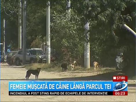 O femeie a fost muşcată de câine lângă parcul Tei