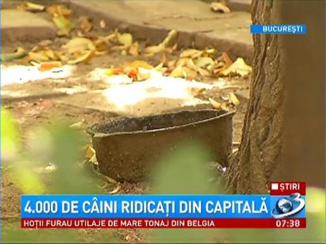 4 mii de câini au fost ridicaţi din Capitală