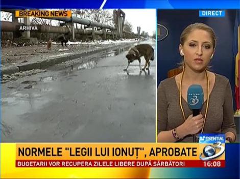 Liber la eutanasierea maidanezilor. Normele "legii lui Ionuţ" au fost aprobate