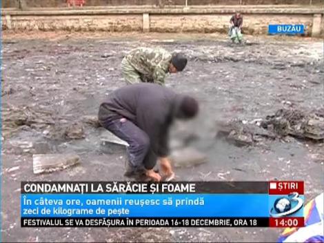 Sărăcie extremă! Buzoineii au cules peşti dintr-un heleşteu secat