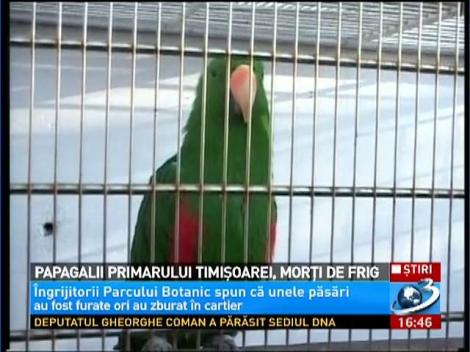 Papagalii cumpăraţi anul trecut de primarul Timişoarei pentru grădina botanică din oraş au dispărut