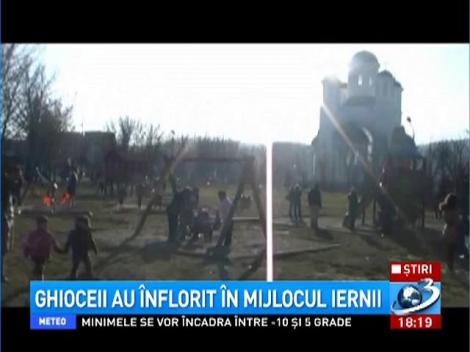 Au înflorit ghioceii la Reşiţa