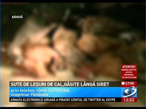 Sute de leşuri de cal, pe malul Siretului. ATENŢIE! Imagini care vă pot afecta emoţional